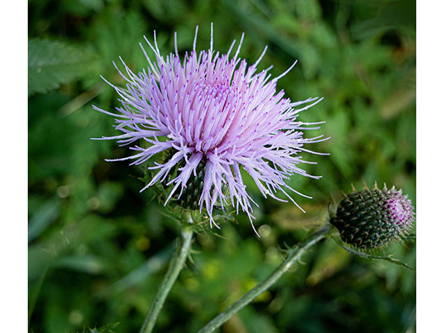 Cirsium discolor (Field thistle) #84326