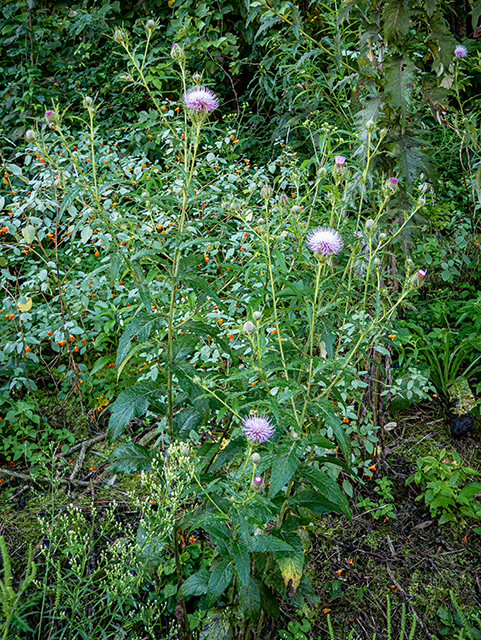 Cirsium discolor (Field thistle) #84327