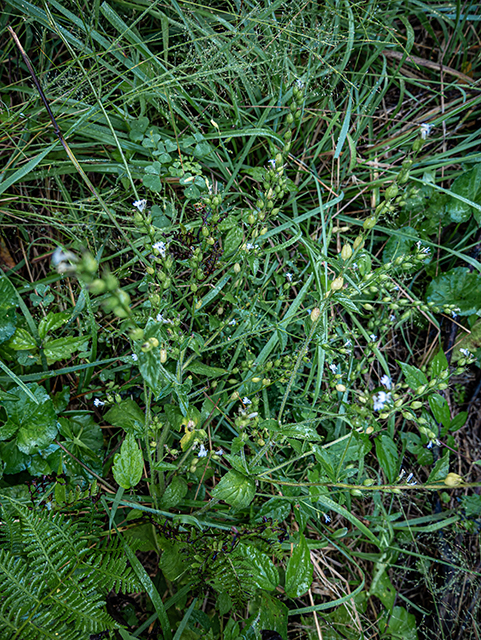 Lobelia spicata (Pale-spike lobelia) #84331