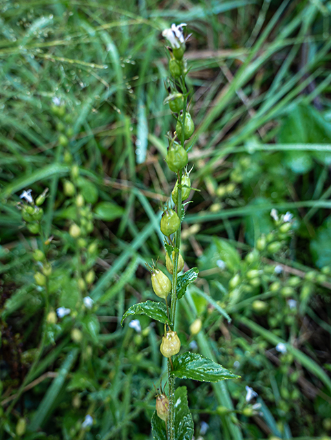 Lobelia spicata (Pale-spike lobelia) #84332