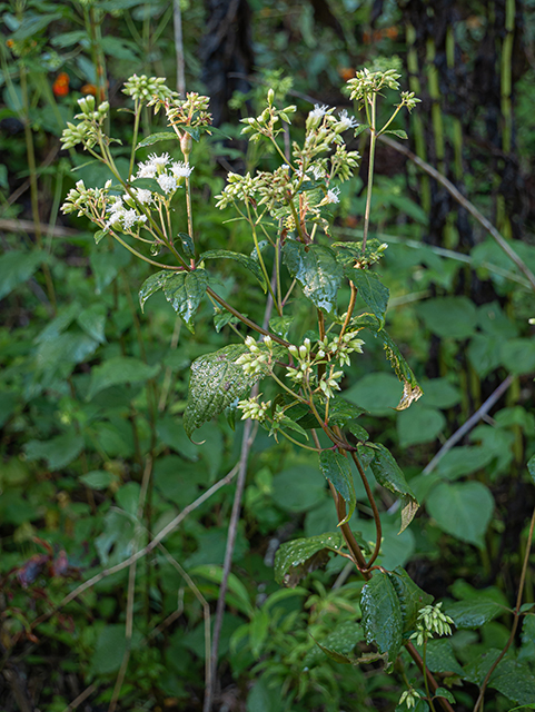 Eupatorium serotinum (Lateflowering thoroughwort) #84337