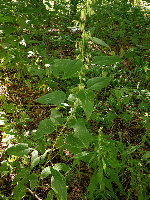 Prenanthes altissima (Tall rattlesnakeroot) #84342
