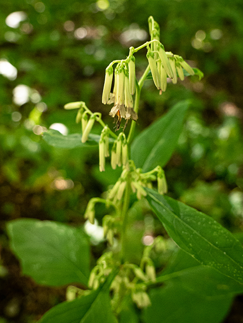 Prenanthes altissima (Tall rattlesnakeroot) #84343