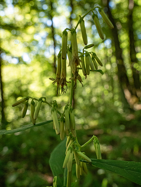 Prenanthes altissima (Tall rattlesnakeroot) #84345