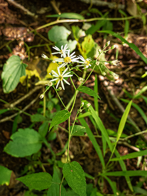Eurybia macrophylla (Bigleaf aster) #84347