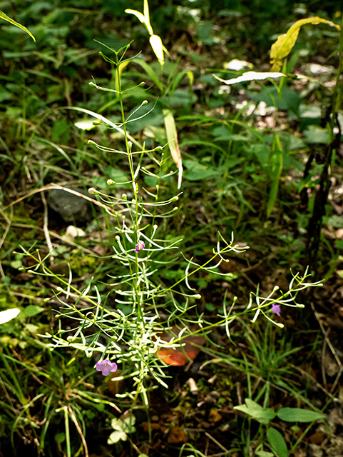 Agalinis tenuifolia var. tenuifolia (Slenderleaf false foxglove) #84349