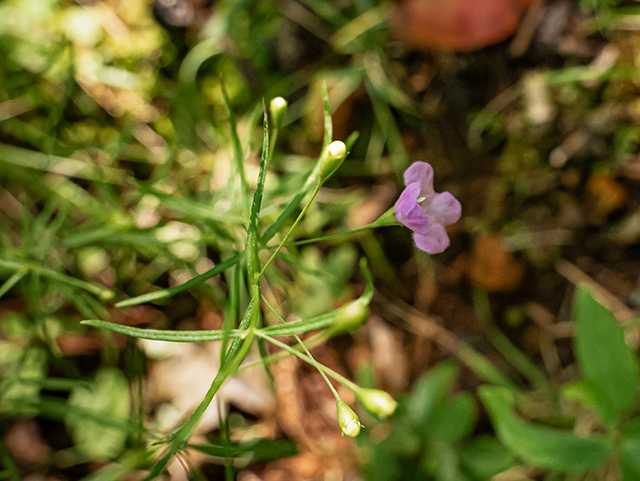Agalinis tenuifolia var. tenuifolia (Slenderleaf false foxglove) #84351