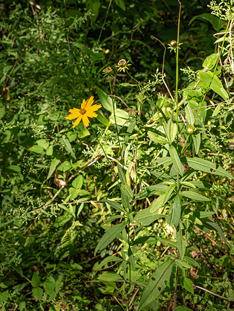 Coreopsis pubescens (Star tickseed) #84355