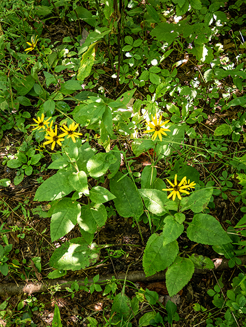 Helianthus atrorubens (Purpledisk sunflower) #84357