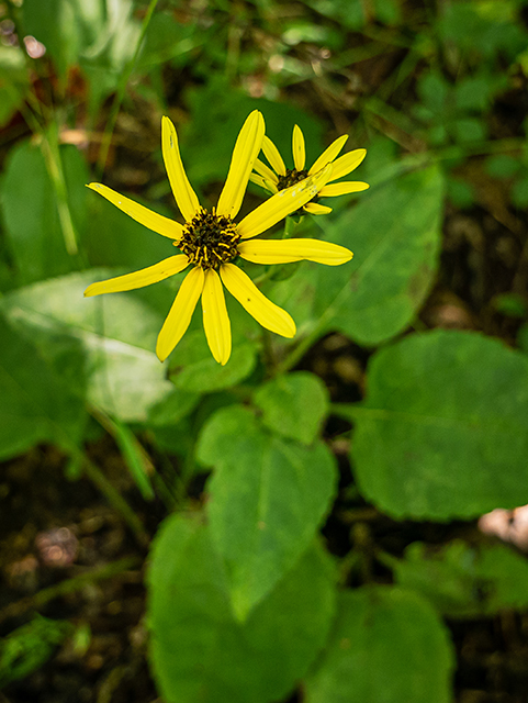 Helianthus atrorubens (Purpledisk sunflower) #84358