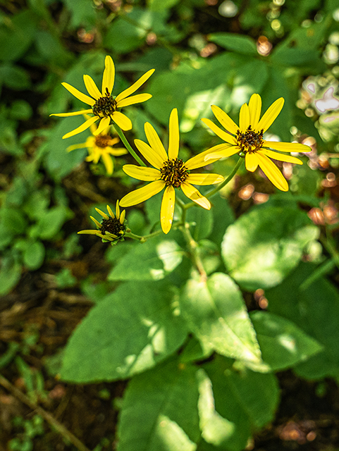 Helianthus atrorubens (Purpledisk sunflower) #84359