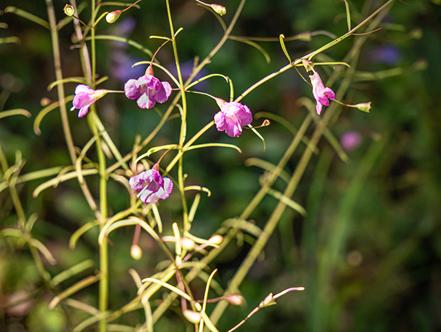 Agalinis tenuifolia var. tenuifolia (Slenderleaf false foxglove) #84366
