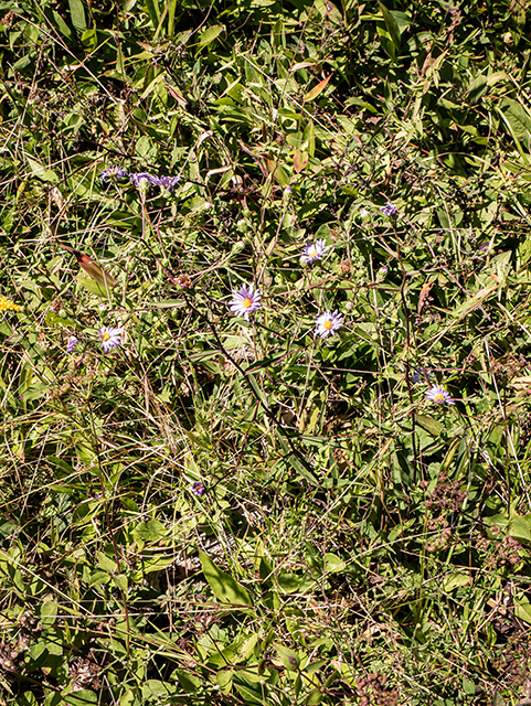 Symphyotrichum patens (Late purple aster) #84371