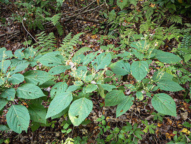 Collinsonia canadensis (Richweed) #84386