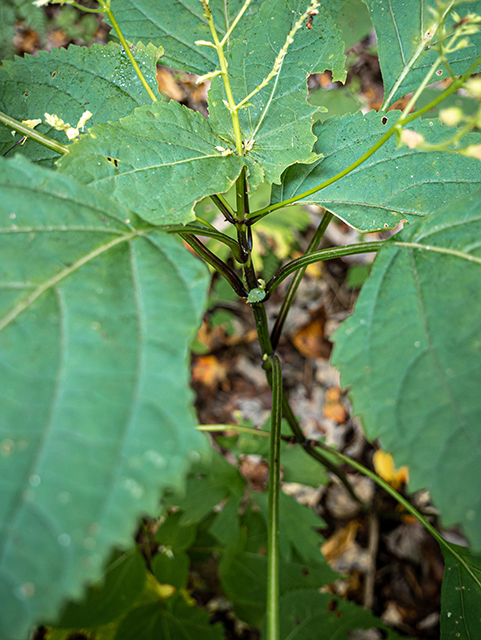 Collinsonia canadensis (Richweed) #84388