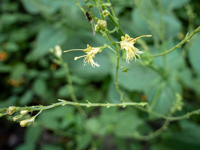 Collinsonia canadensis (Richweed) #84389