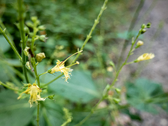 Collinsonia canadensis (Richweed) #84390