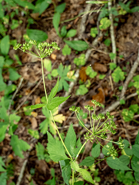 Zizia trifoliata (Meadow alexanders) #84398