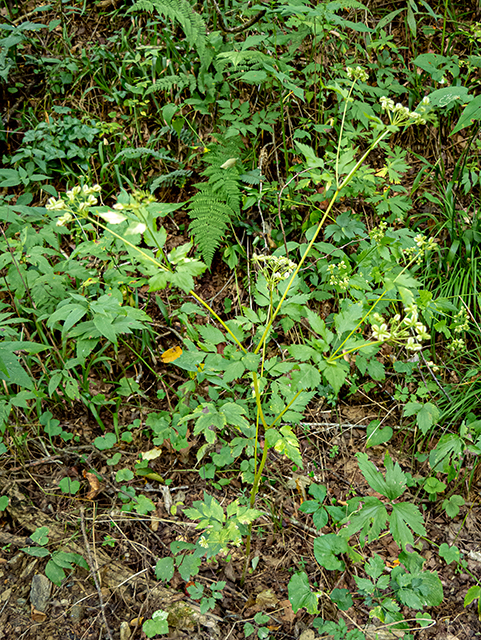 Thaspium barbinode (Hairy-jointed meadowparsnip) #84403