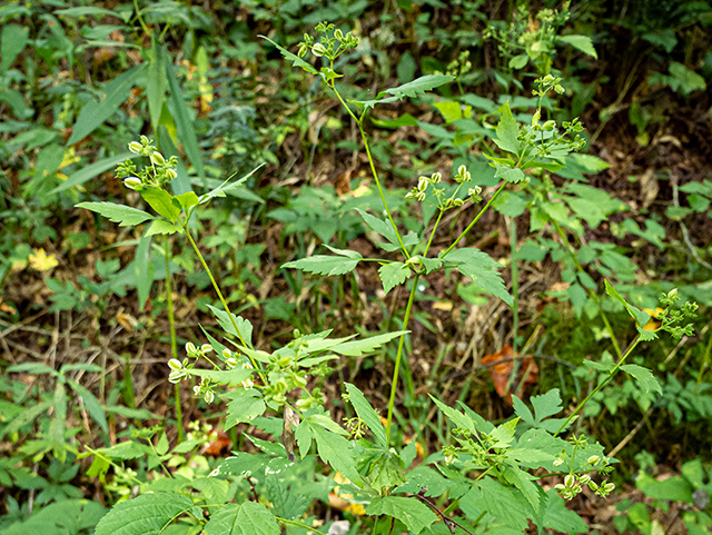 Thaspium barbinode (Hairy-jointed meadowparsnip) #84404