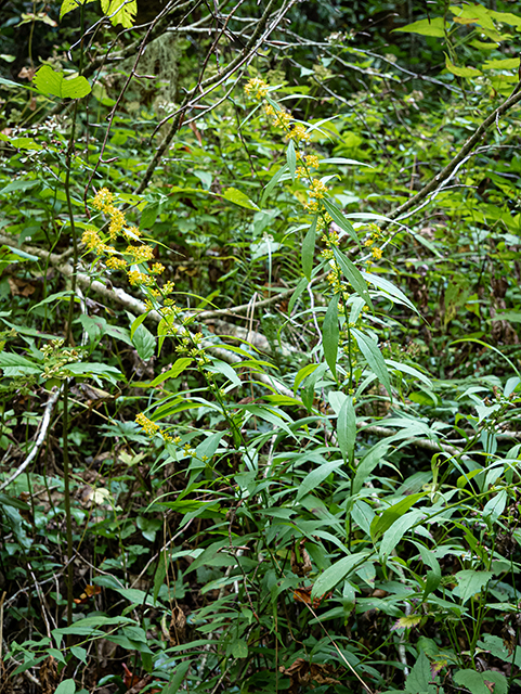 Solidago curtisii (Mountain decumbent goldenrod) #84412