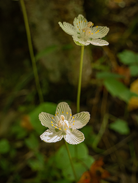 Parnassia asarifolia (Kidneyleaf grass-of-parnassus) #84416