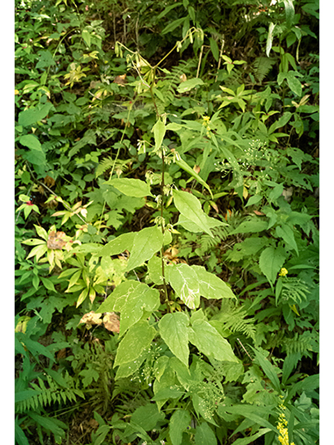Prenanthes altissima (Tall rattlesnakeroot) #84418