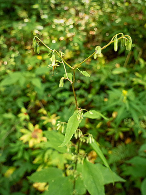 Prenanthes altissima (Tall rattlesnakeroot) #84419