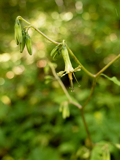 Prenanthes altissima (Tall rattlesnakeroot) #84420
