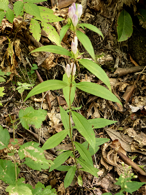 Gentiana villosa (Striped gentian) #84439