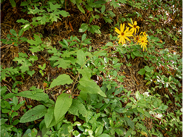 Helianthus atrorubens (Purpledisk sunflower) #84444