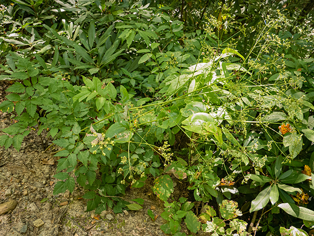 Ligusticum canadense (Canadian licorice-root) #84449
