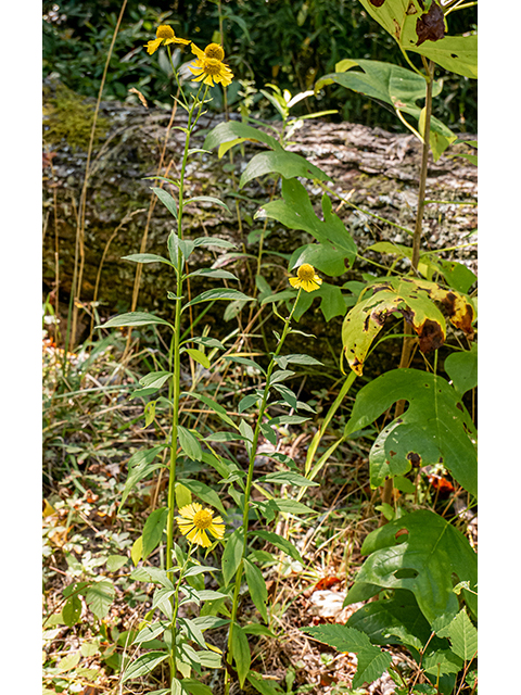 Helenium autumnale var. autumnale (Common sneezeweed) #84462