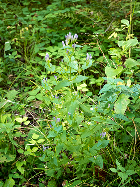 Gentianella quinquefolia ssp. quinquefolia (Agueweed) #84492