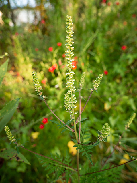 Ambrosia artemisiifolia (Annual ragweed) #84509