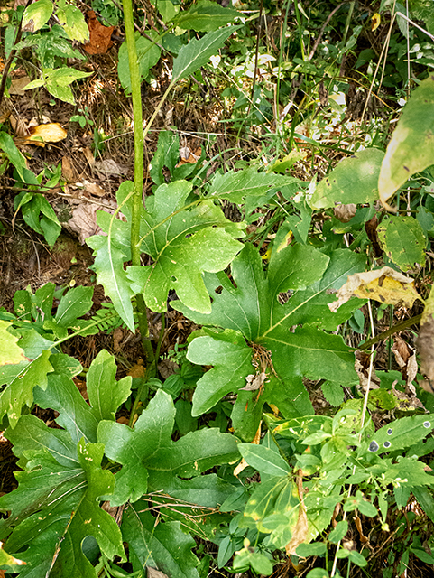 Silphium compositum (Kidney-leaf rosinweed) #84526