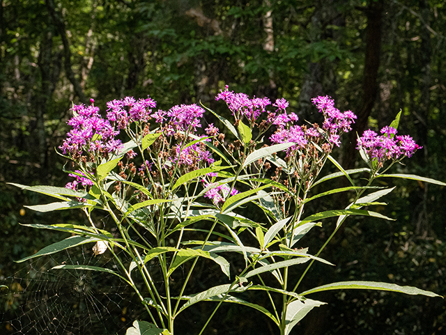 Vernonia noveboracensis (New york ironweed) #84541