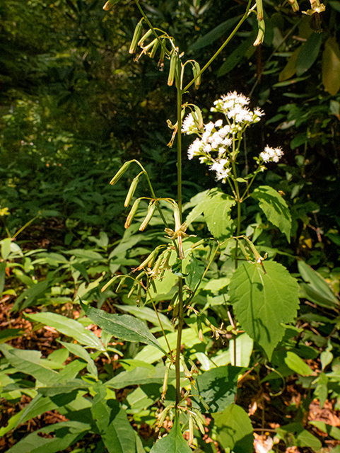 Prenanthes altissima (Tall rattlesnakeroot) #84547