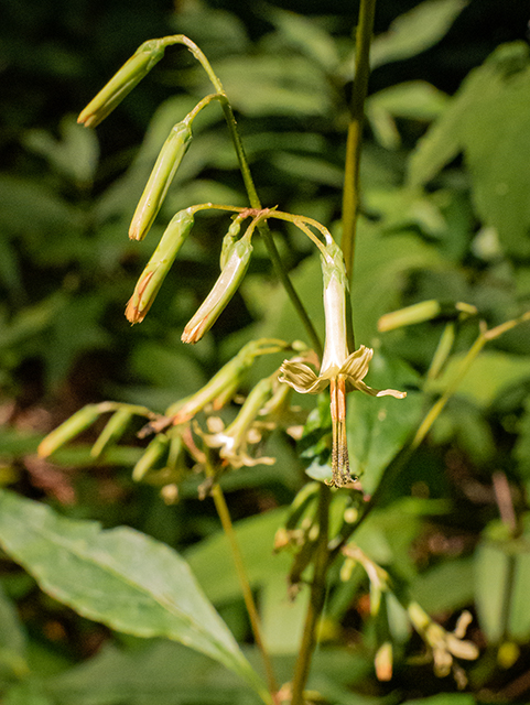 Prenanthes altissima (Tall rattlesnakeroot) #84548
