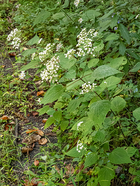 Ageratina altissima var. roanensis (Appalachian white snakeroot) #84554