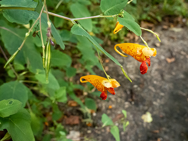 Impatiens capensis (Jewelweed) #84561