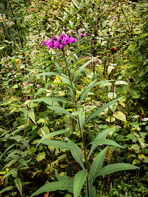 Vernonia noveboracensis (New york ironweed) #84598