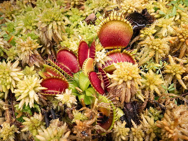 Dionaea muscipula (Venus flytrap) #84600