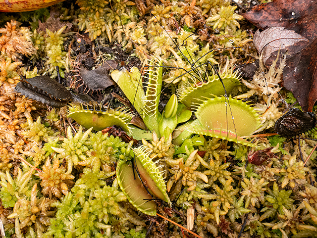 Dionaea muscipula (Venus flytrap) #84601