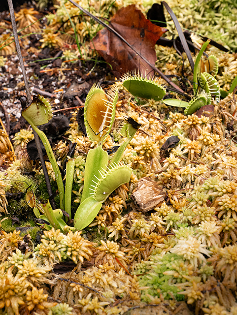 Dionaea muscipula (Venus flytrap) #84602