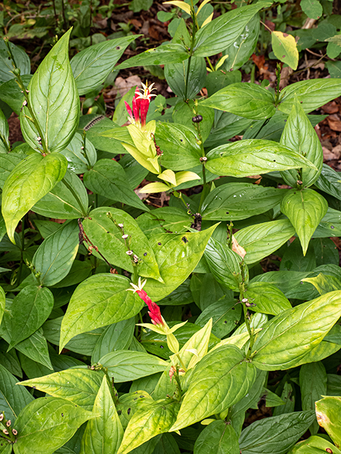 Spigelia marilandica (Woodland pinkroot) #84606