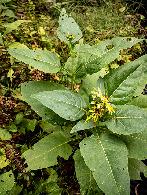 Silphium trifoliatum var. latifolium (Whorled rosinweed) #84611
