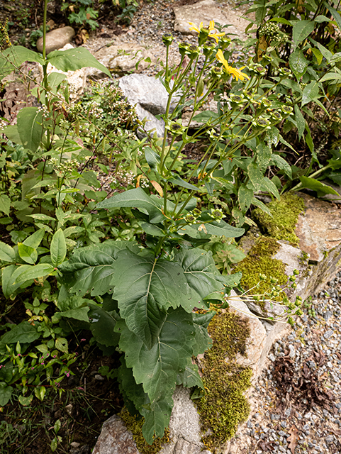 Silphium trifoliatum var. latifolium (Whorled rosinweed) #84613
