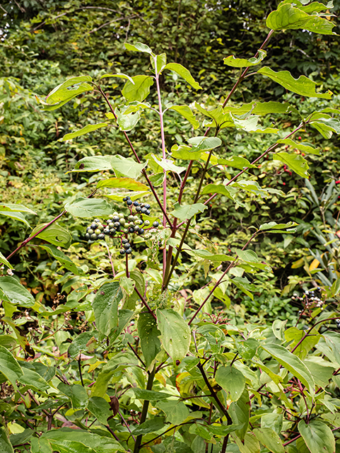 Cornus amomum (Silky dogwood) #84617