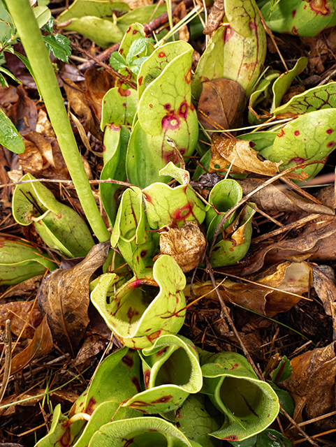 Sarracenia purpurea var. montana (Southern appalachian purple pitcherplant) #84623